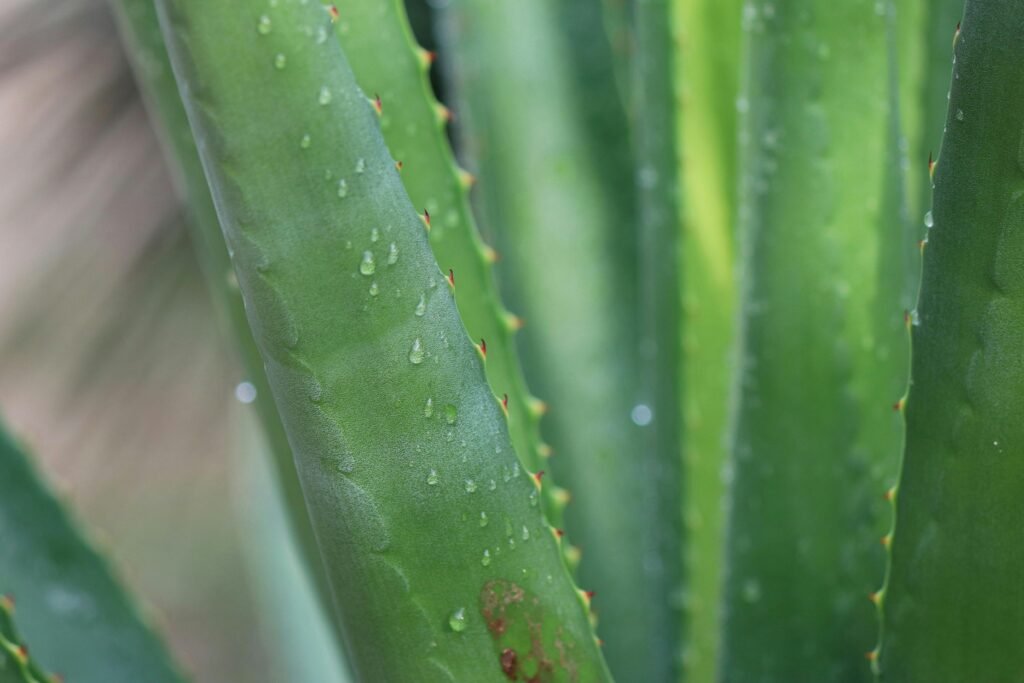 Detailed view of aloe vera leaves featuring water droplets and prickly edges, highlighting their natural texture.